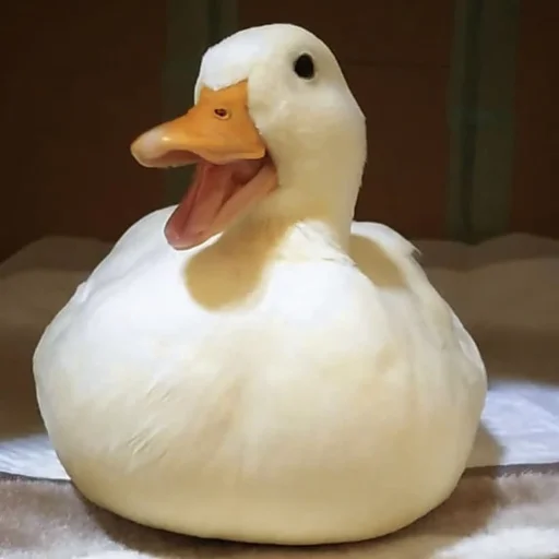 😃 Стикер «Animali» для Telegram