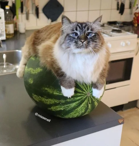 🍉 Стикер «Animali» для Telegram