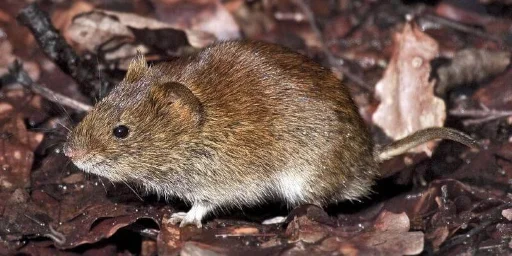 🐁 Стикер «Animali» для Telegram