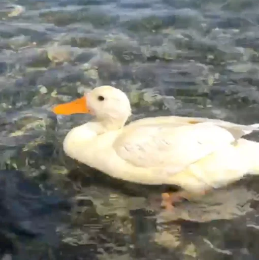 🏖 Стикер «Animali» для Telegram