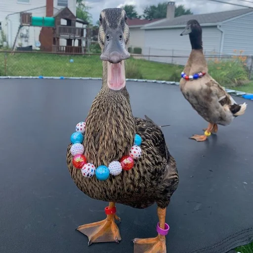 📿 Стикер «Animali» для Telegram