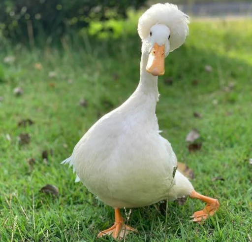 💇 Стикер «Animali» для Telegram