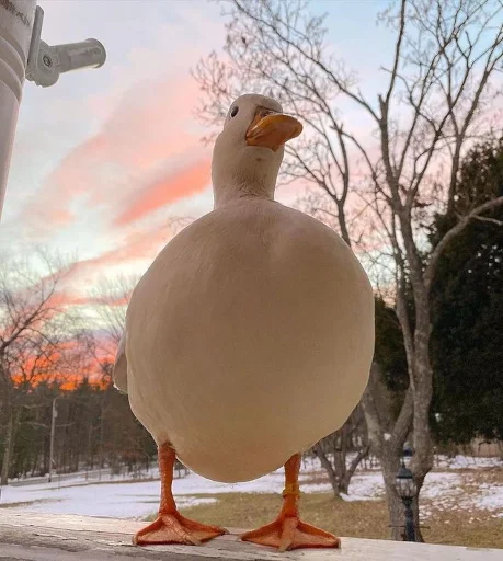 🌅 Стикер «Animali» для Telegram
