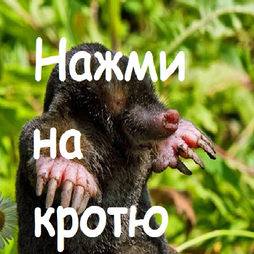 ❤️ Стикер «Тык-милота» для Telegram