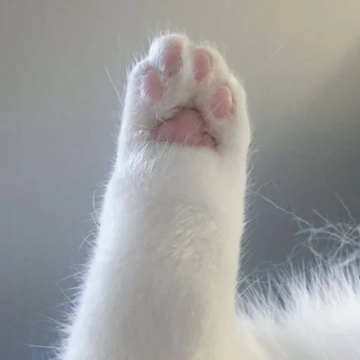 🥺 Стикер «white 3» для Telegram