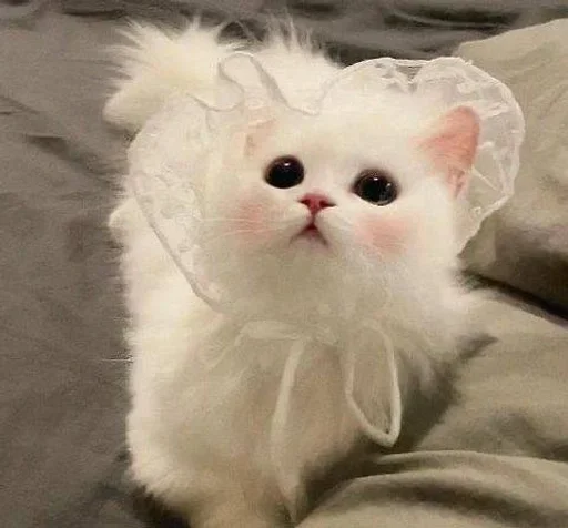 🥺 Стикер «white 3» для Telegram