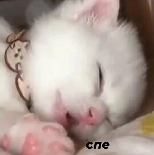 😴 Стикер «white 3» для Telegram