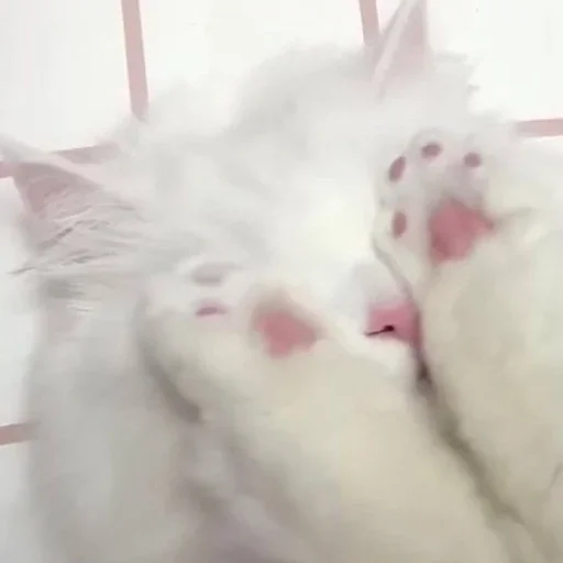 🥺 Стикер «white 3» для Telegram