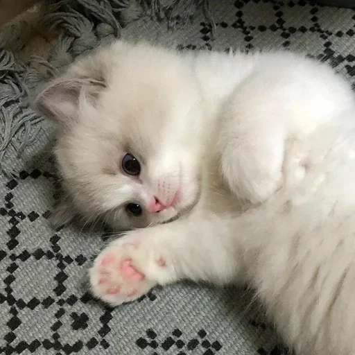 🙁 Стикер «white 3» для Telegram