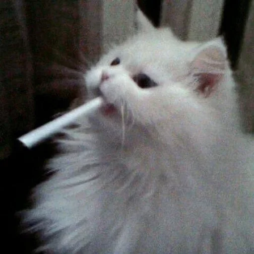 🥺 Стикер «white 3» для Telegram