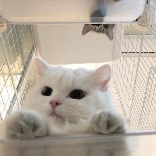 🥺 Стикер «white 3» для Telegram