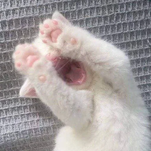 🥺 Стикер «white 3» для Telegram