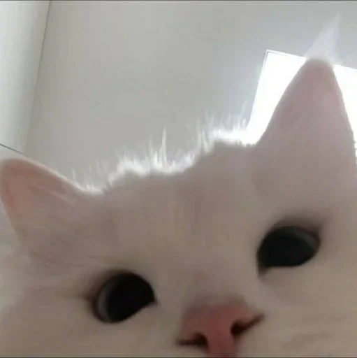 🥺 Стикер «white 3» для Telegram