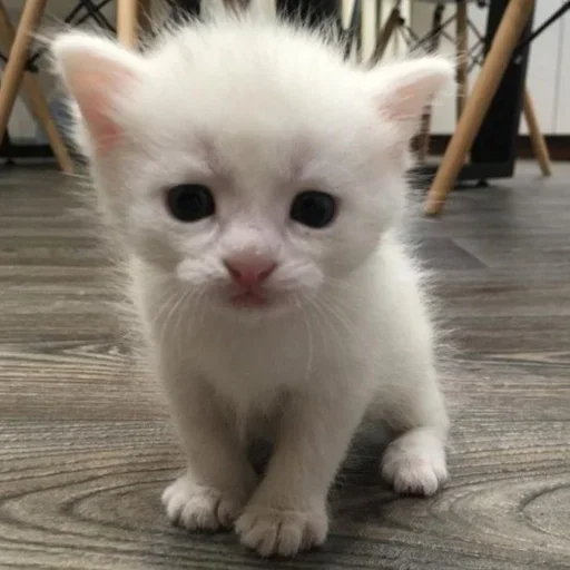 😑 Стикер «white 3» для Telegram