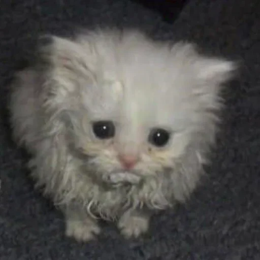 🥺 Стикер «white 3» для Telegram