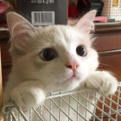 🥺 Стикер «white 3» для Telegram