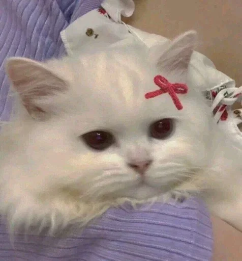 🥺 Стикер «white 3» для Telegram