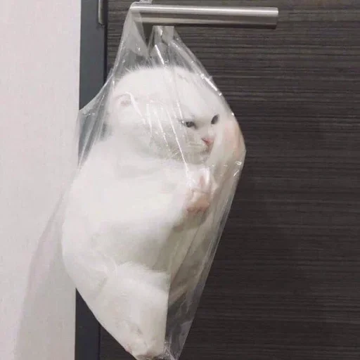 🥺 Стикер «white 3» для Telegram
