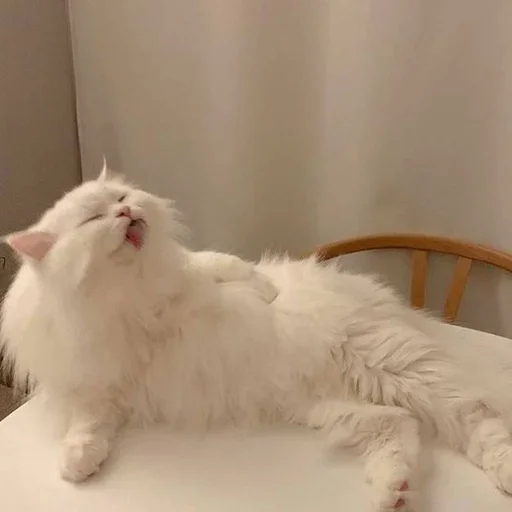 🥺 Стикер «white 3» для Telegram