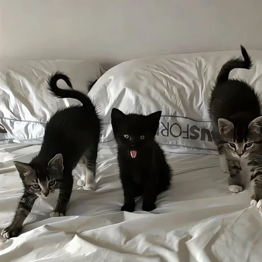 🐾 Стикер «ilkinboss» для Telegram