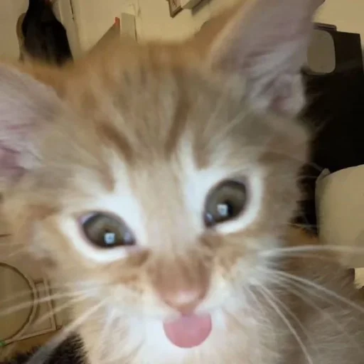 😛 Стикер «ilkinboss» для Telegram