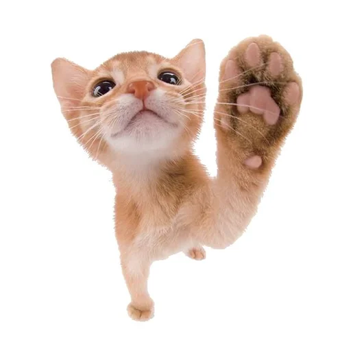 🐱 Стикер «ilkinboss» для Telegram