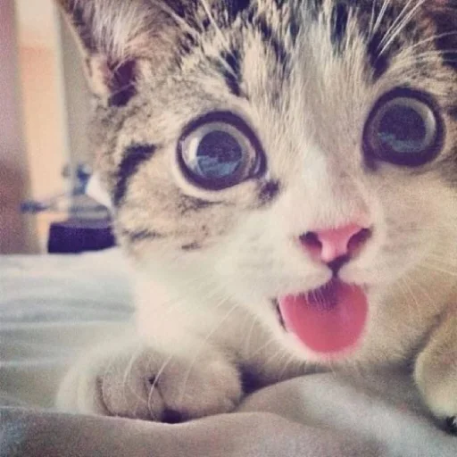 😛 Стикер «ilkinboss» для Telegram