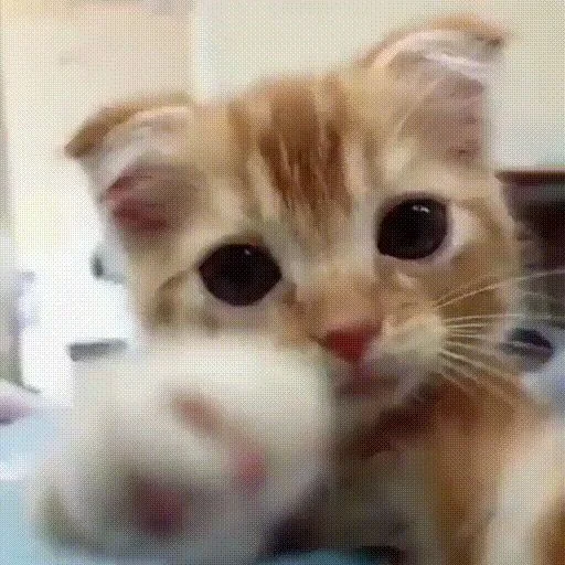 🤗 Стикер «ilkinboss» для Telegram