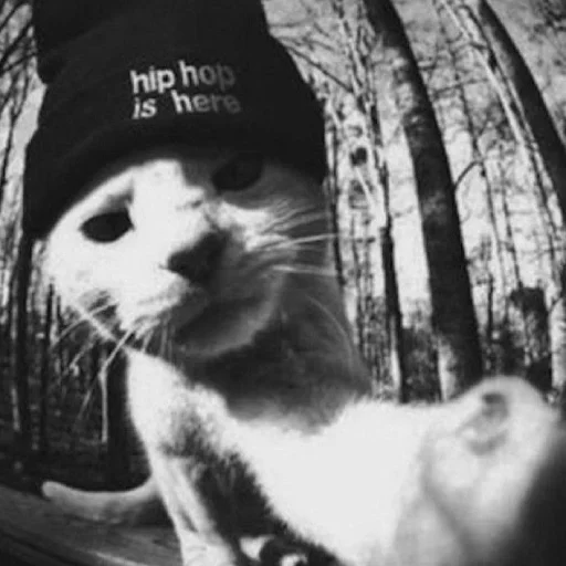 🤨 Стикер «ilkinboss» для Telegram