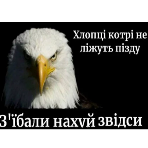 🦭 Стикер «я ебала эту жизнь» для Telegram
