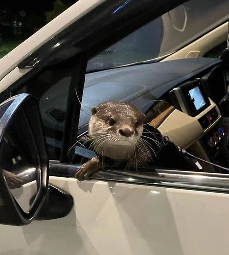 🙂 Стикер «Otters» для Telegram