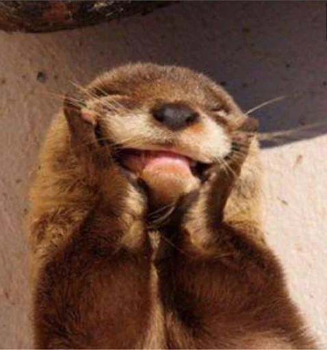 Стикерпак Otters для Telegram