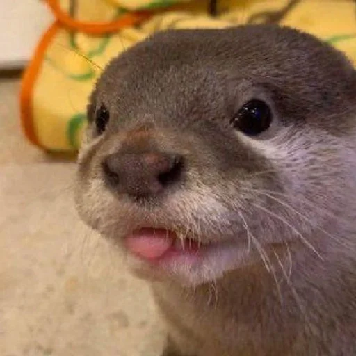😛 Стикер «Otters» для Telegram