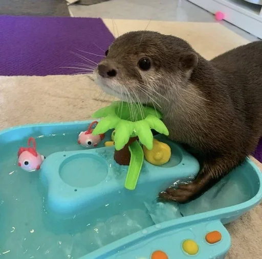 😍 Стикер «Otters» для Telegram
