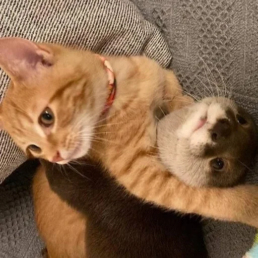 💋 Стикер «Otters» для Telegram