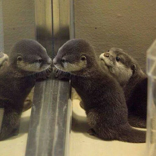 🥺 Стикер «Otters» для Telegram