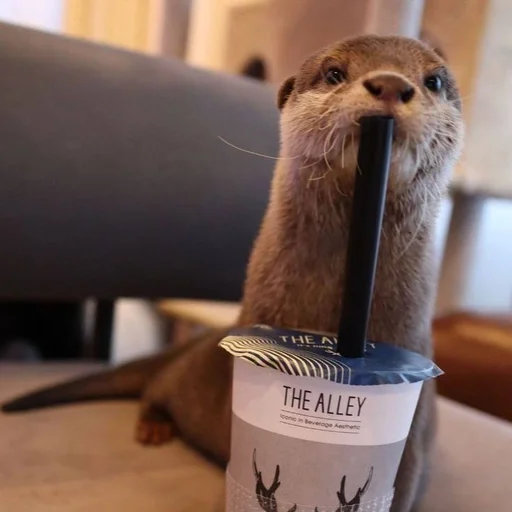 💗 Стикер «Otters» для Telegram