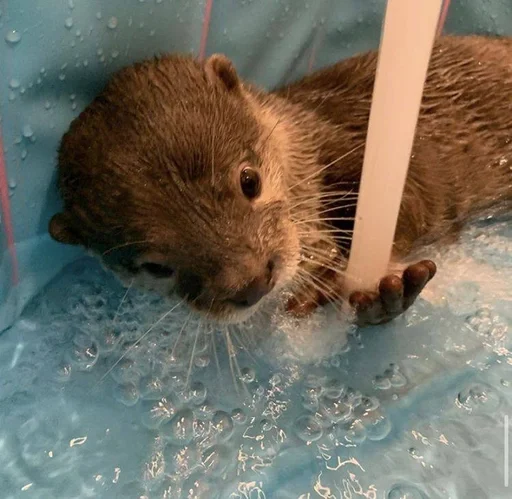 🥺 Стикер «Otters» для Telegram