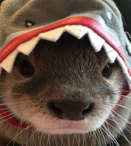 🙂 Стикер «Otters» для Telegram