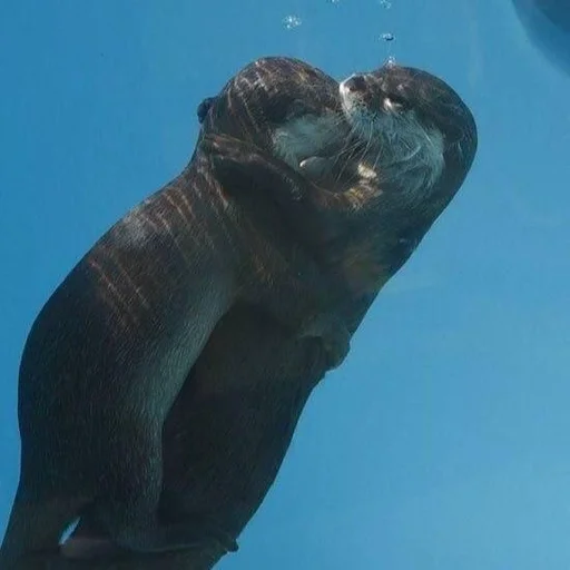 ❤️ Стикер «Otters» для Telegram