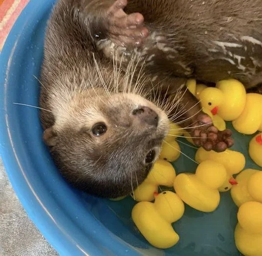 🙂 Стикер «Otters» для Telegram