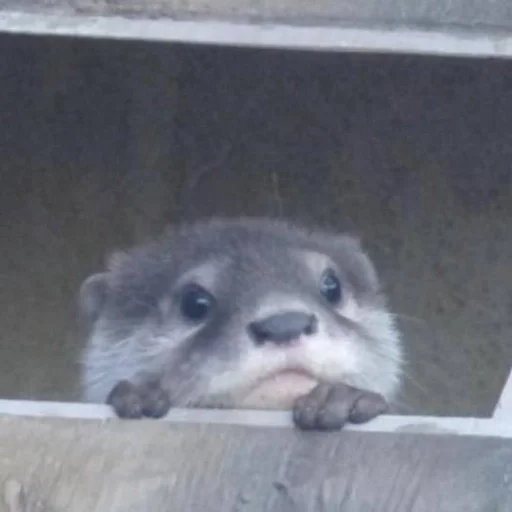 👀 Стикер «Otters» для Telegram