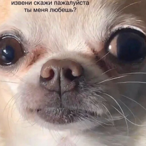 ❤️ Стикер «я люҕлю тᴇҕя» для Telegram