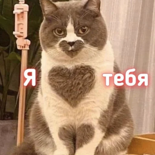❤️ Стикер «я люҕлю тᴇҕя» для Telegram