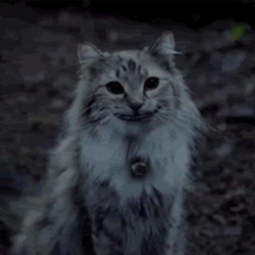 😺 Стикер «MoRiAm MiShNaSi Ke» для Telegram