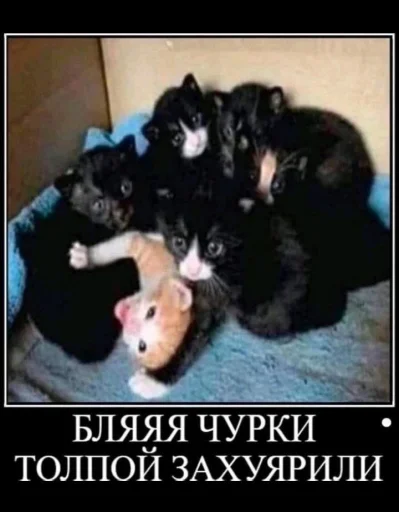 🤩 Стикер «Твоя мама шалава» для Telegram