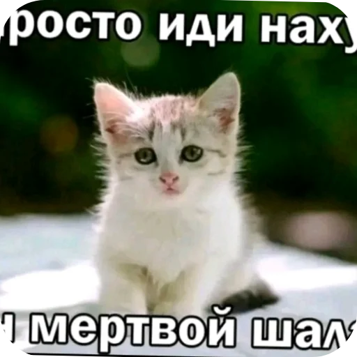 🐱 Стикер «Твоя мама шалава» для Telegram