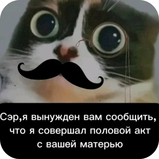 🐱 Стикер «Твоя мама шалава» для Telegram