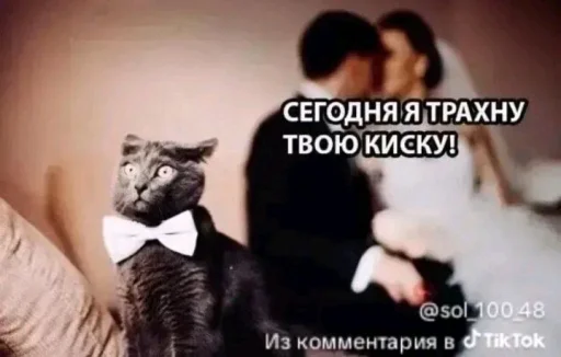 🤩 Стикер «Твоя мама шалава» для Telegram