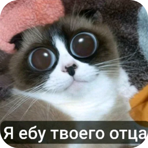 🐱 Стикер «Твоя мама шалава» для Telegram